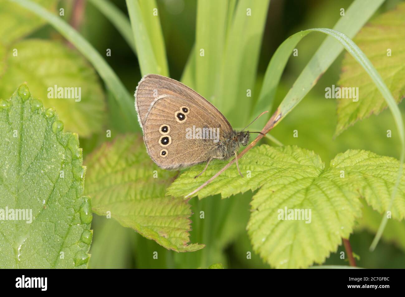 Ringlet butterfly at High Batts Nature Reserve, near Ripon, North Yorkshire Stock Photo