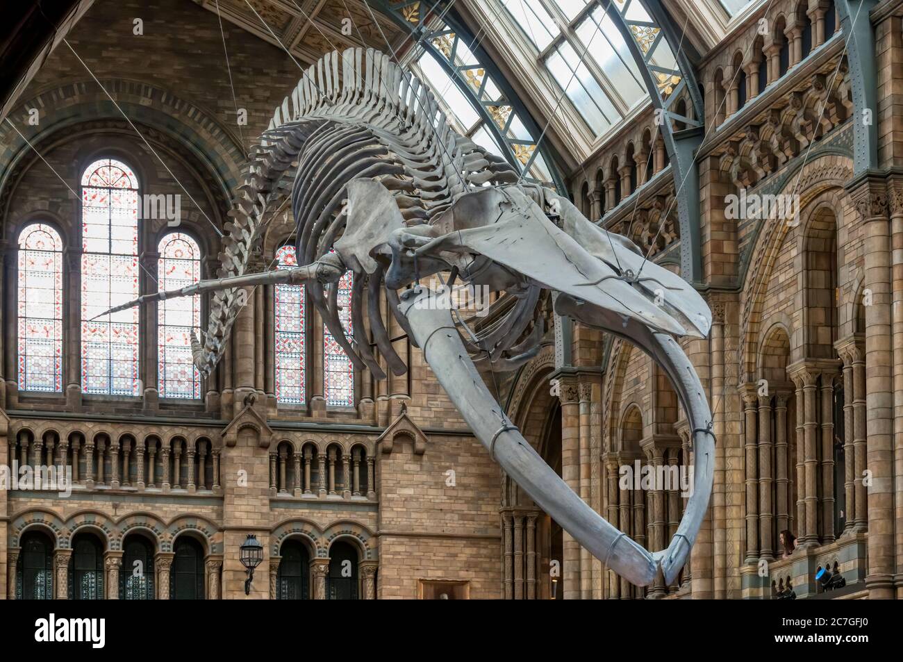 Blue whale skeleton, Balaenoptera musculus, hanging from the ceiling of the Natural History Museum, London. Stock Photo