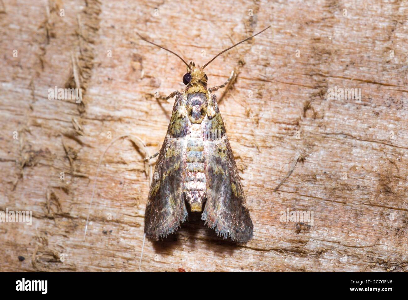 Beautiful grey and brown Moth sitting resting, Nosy Komba, Madagascar