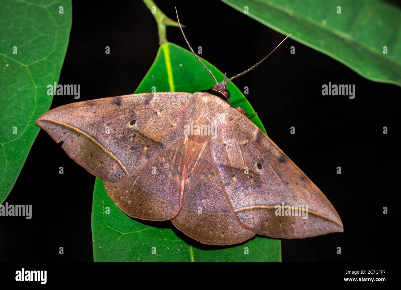 Beautiful grey and brown Moth sitting resting, Nosy Komba, Madagascar