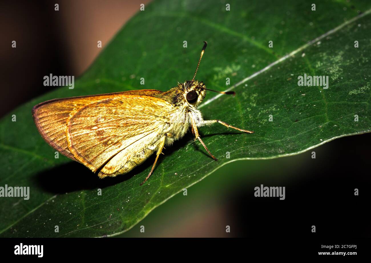 Beautiful grey and brown Moth sitting resting, Nosy Komba, Madagascar