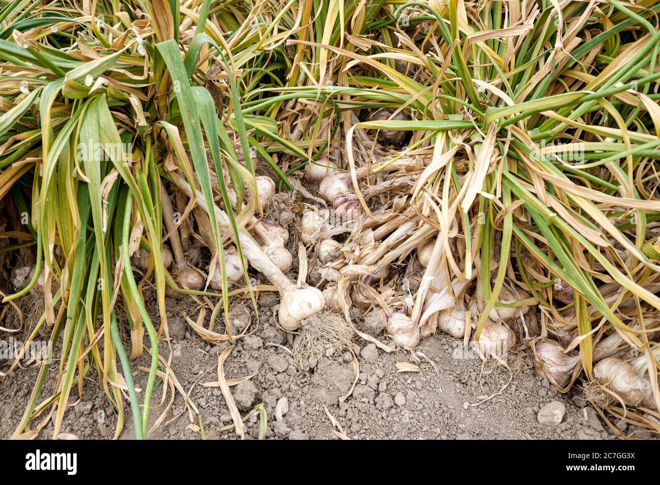 A cultivation of garlic already harvested, fresh and ready to eat Stock