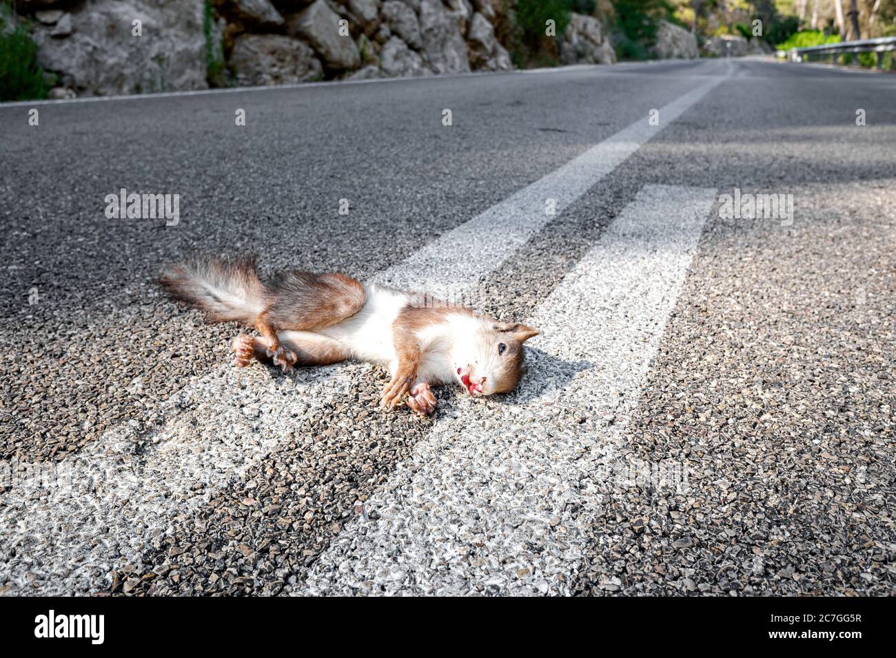 Animals are killed by crossing the roads hit by cars Stock Photo Alamy
