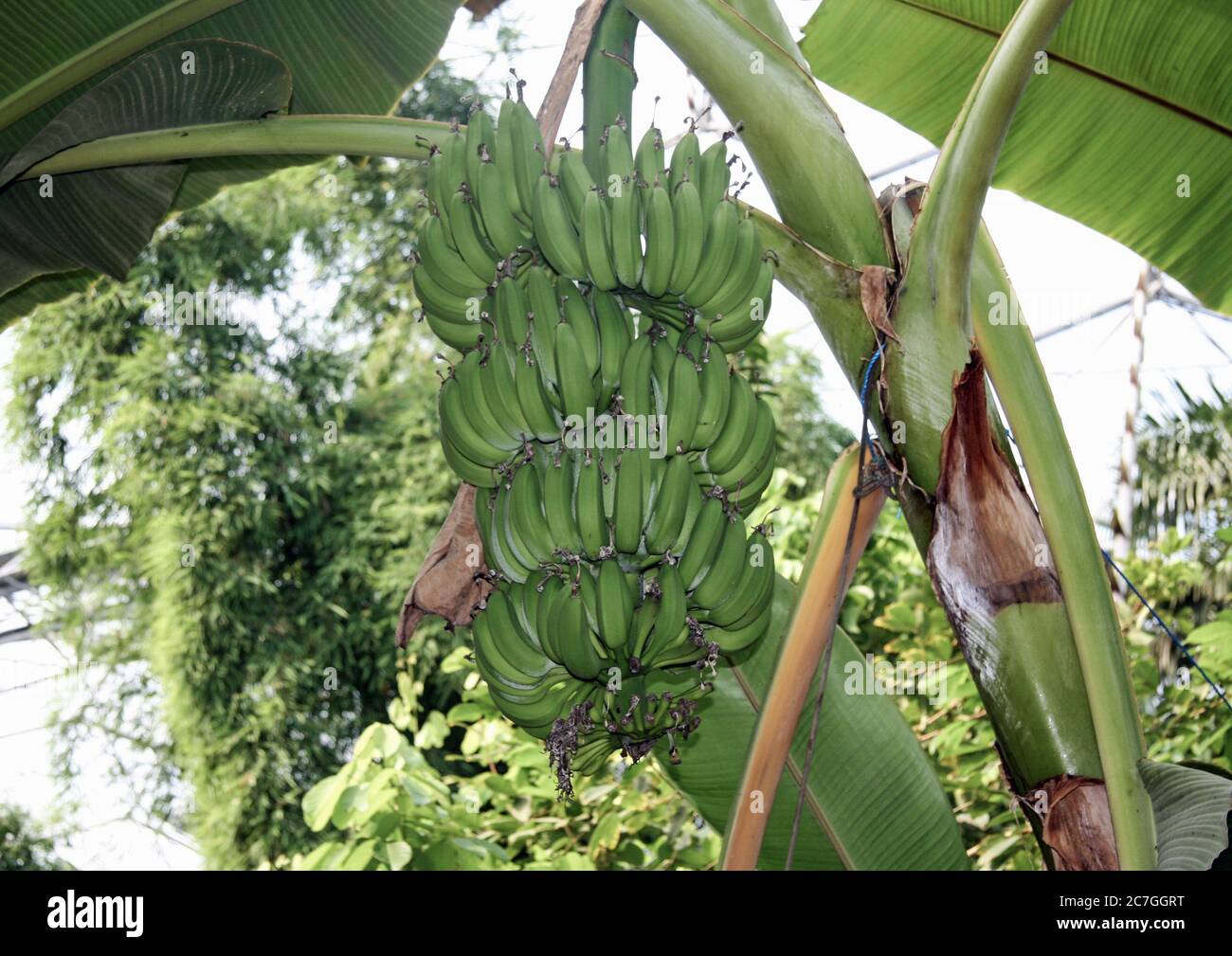 Still green bananas growing in the tropical biome at the Eden Project in Cornwall. Stock Photo