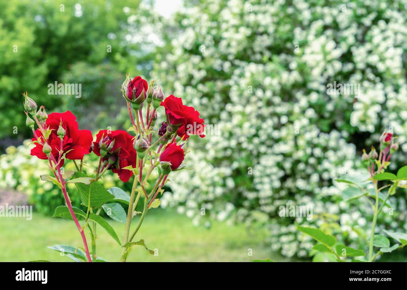 Blooming red roses on a background of a jasmine tree. Stock Photo