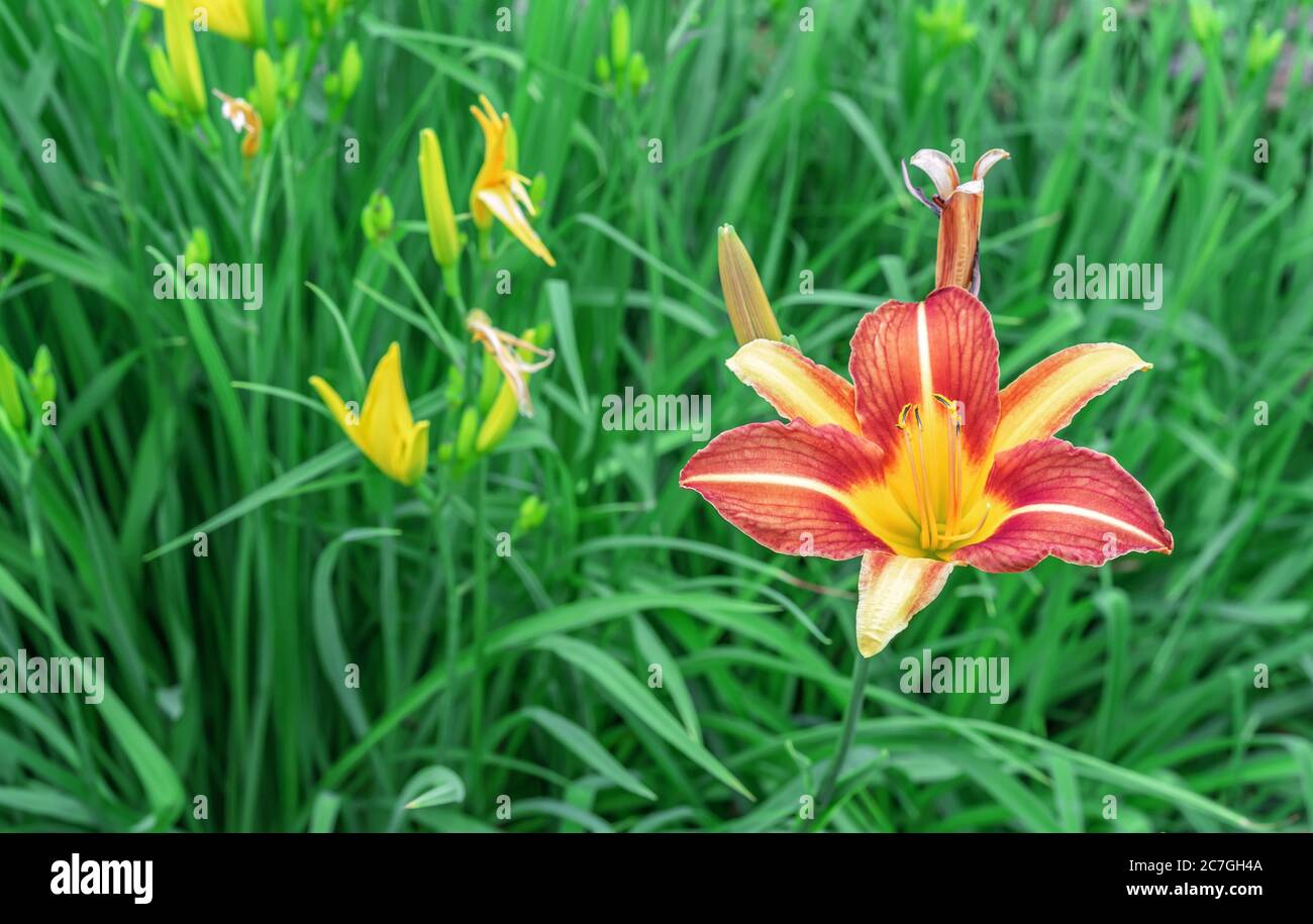 Flower of the tiger lily in the garden. Commonly known as the Oriental Stargazer Lily. Stock Photo