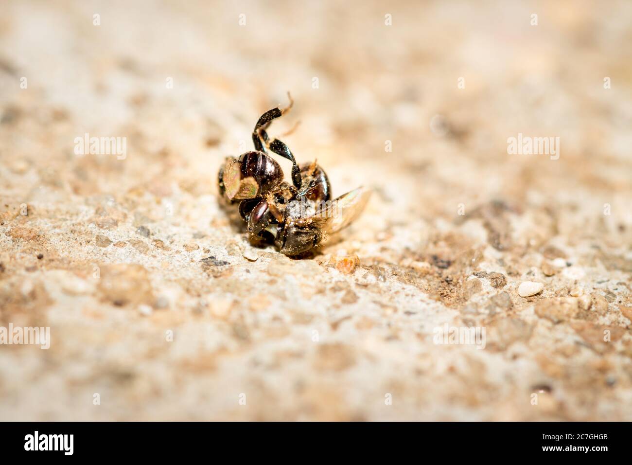 Swarm of sweat bees fighting eachother, Nosy Komba, Madagascar Stock Photo