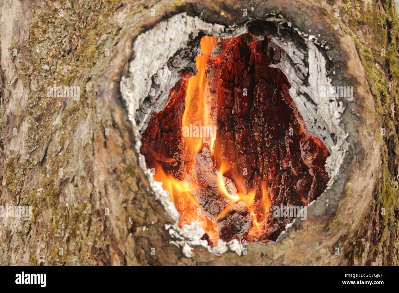 spontaneous combustion in a hollow of an old tree Stock Photo Alamy