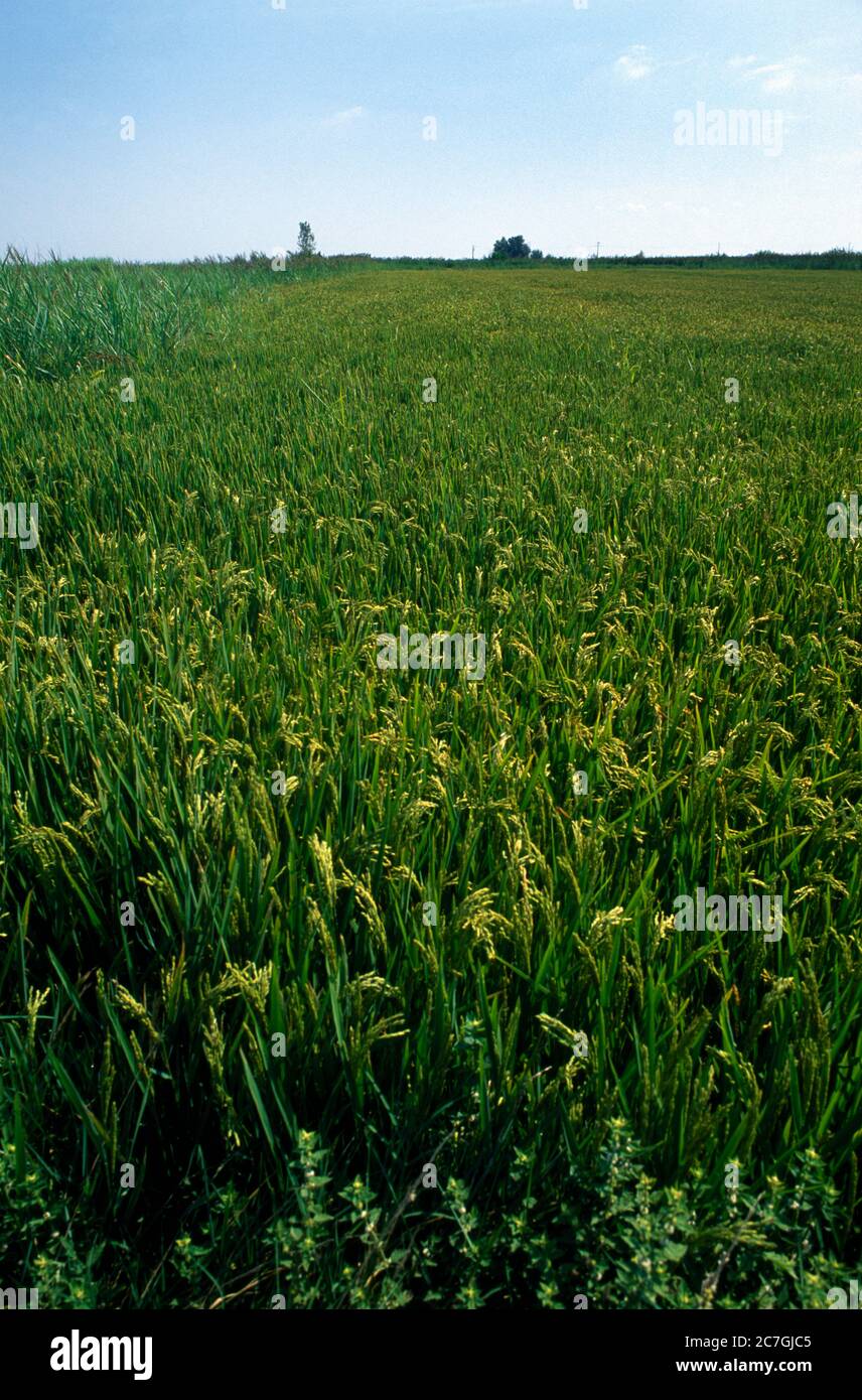 Camargue France  Field of Rice Growing Stock Photo