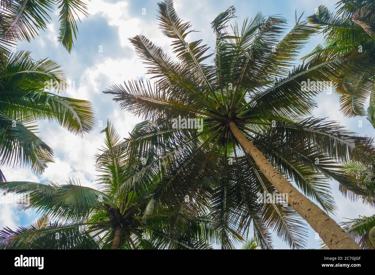 A view up at palm trees against blue skies Stock Photo
