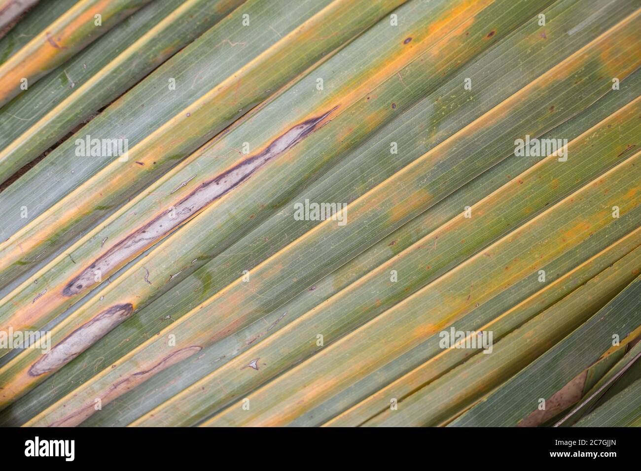 Closeup of natural palm leafes Stock Photo