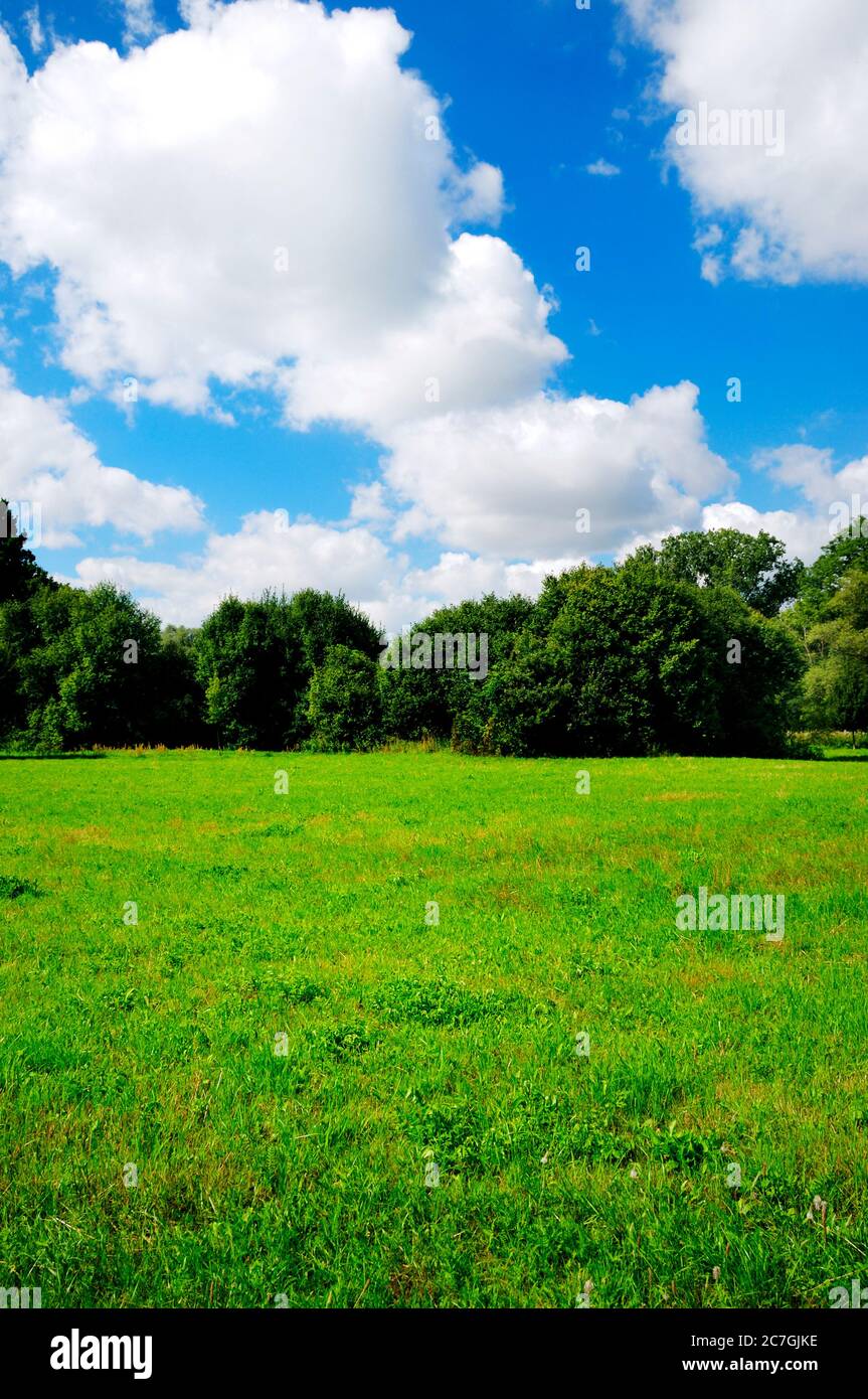 sunny day with white cloudy and blue sky over a green meadow and trees Stock Photo
