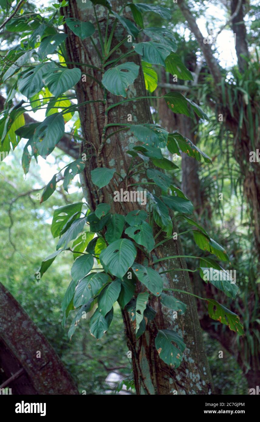 Tobago Trinidad Arnos Vale Vines on tree in Rainforest Stock Photo