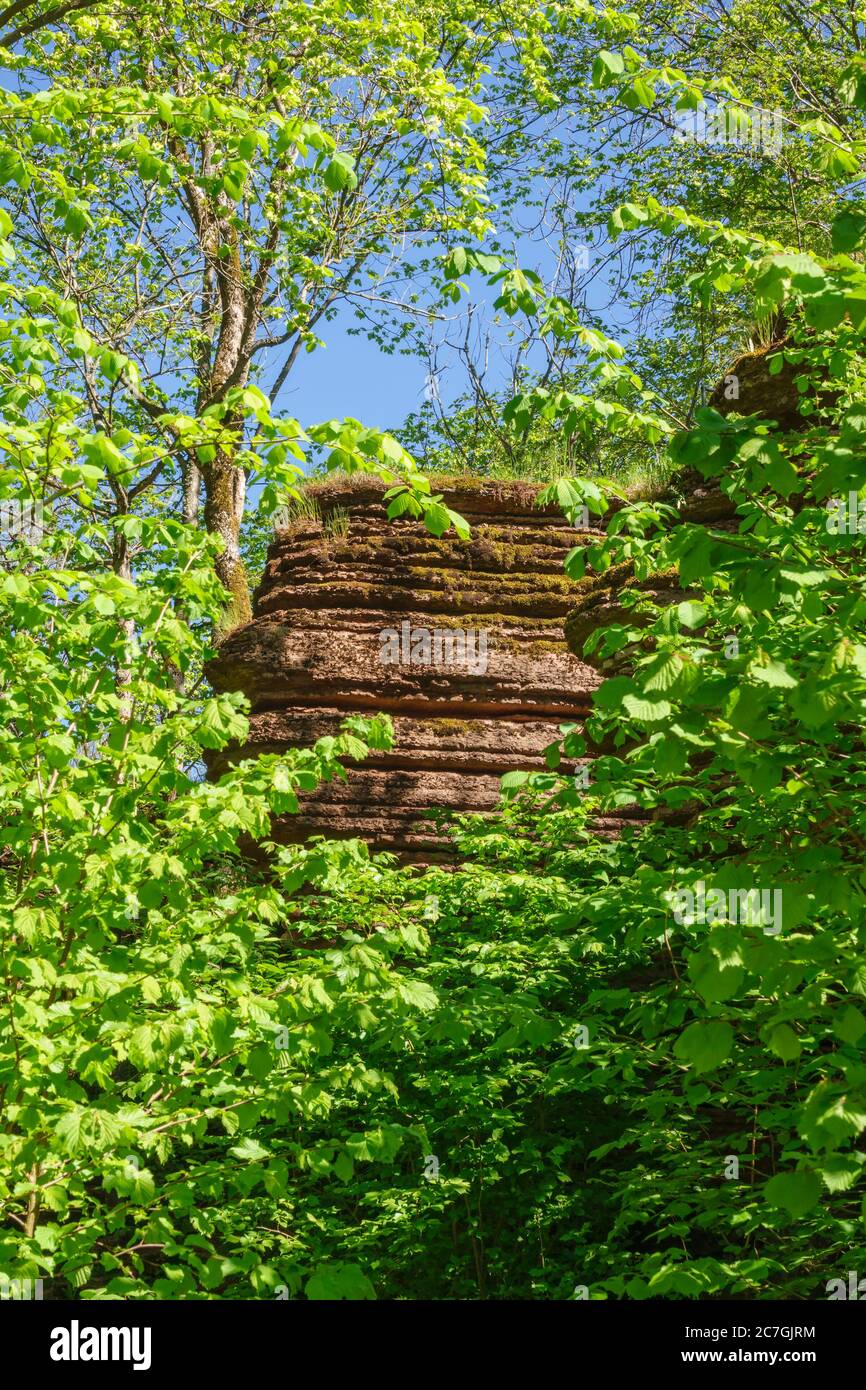Leafy woodland hi-res stock photography and images - Alamy