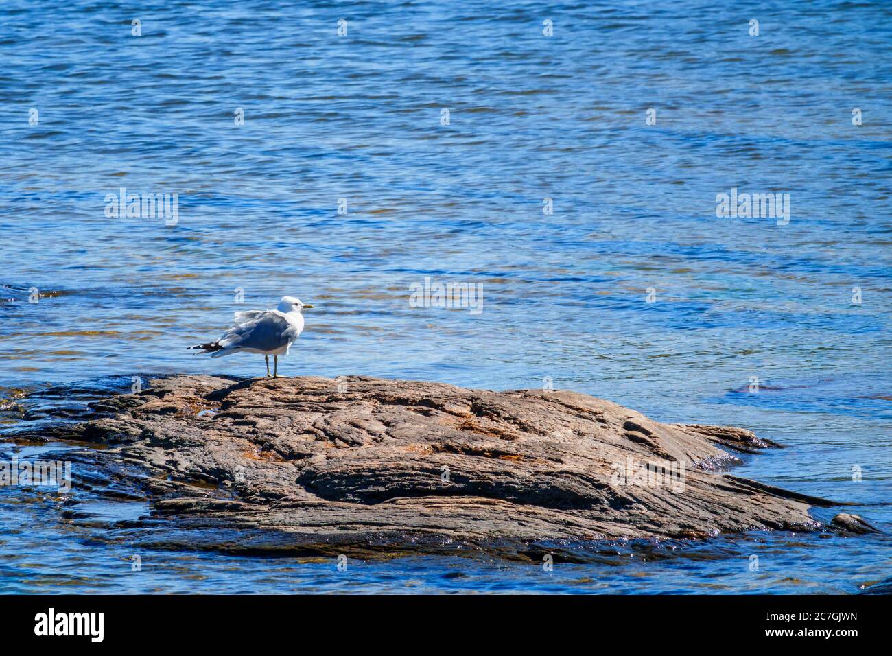 Gull at a cliff in the water Stock Photo