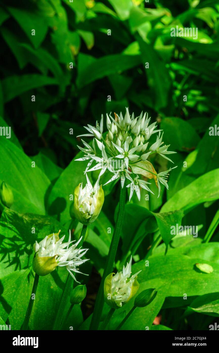 Close up at a Wild garlic flowers at spring Stock Photo Alamy