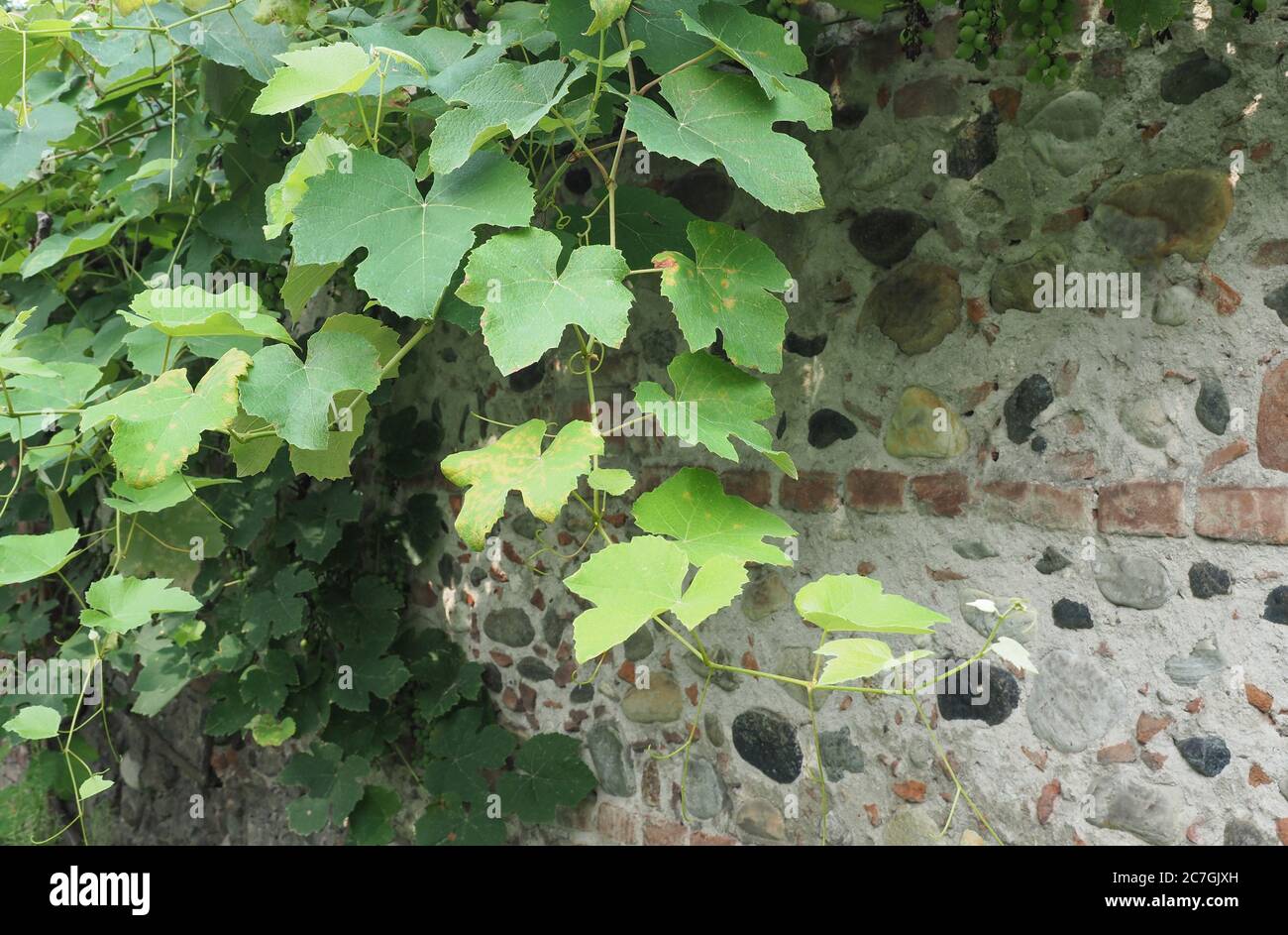grapevine aka vine plant (scientific name Vitis vinifera Stock Photo