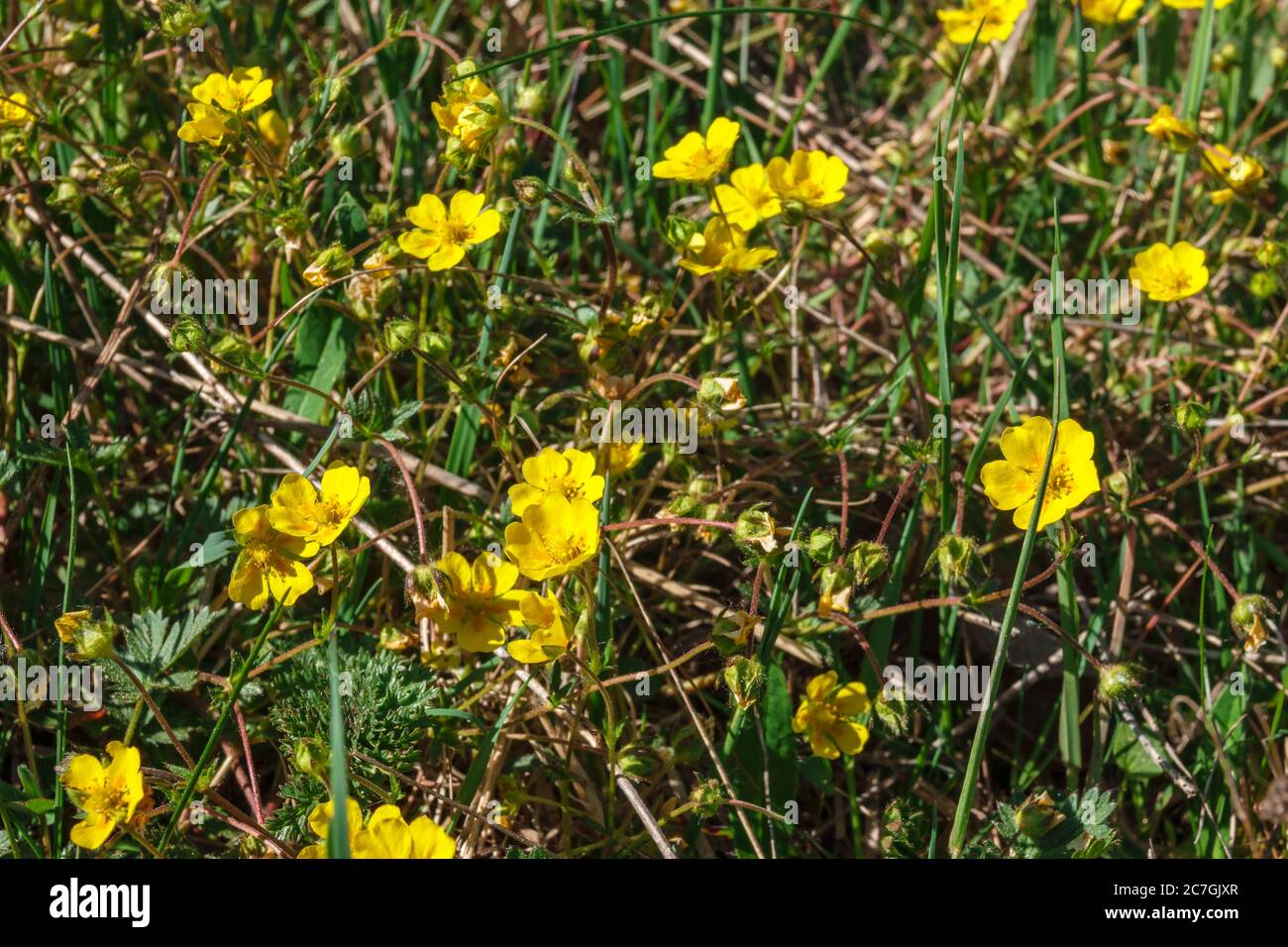 Flowering Alpine cinquefoil flowers on a meadow Stock Photo