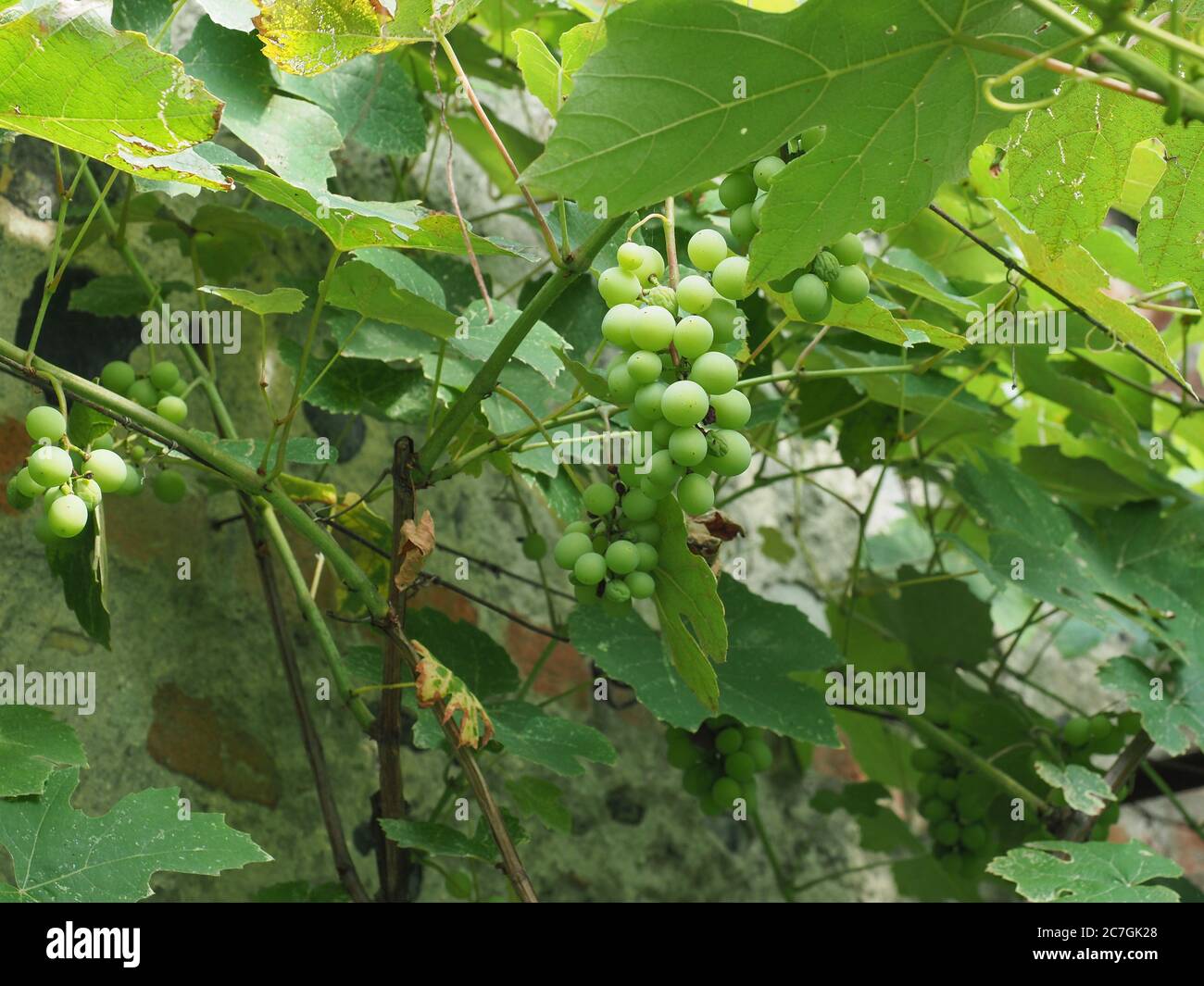 grapevine aka vine plant (scientific name Vitis vinifera Stock Photo
