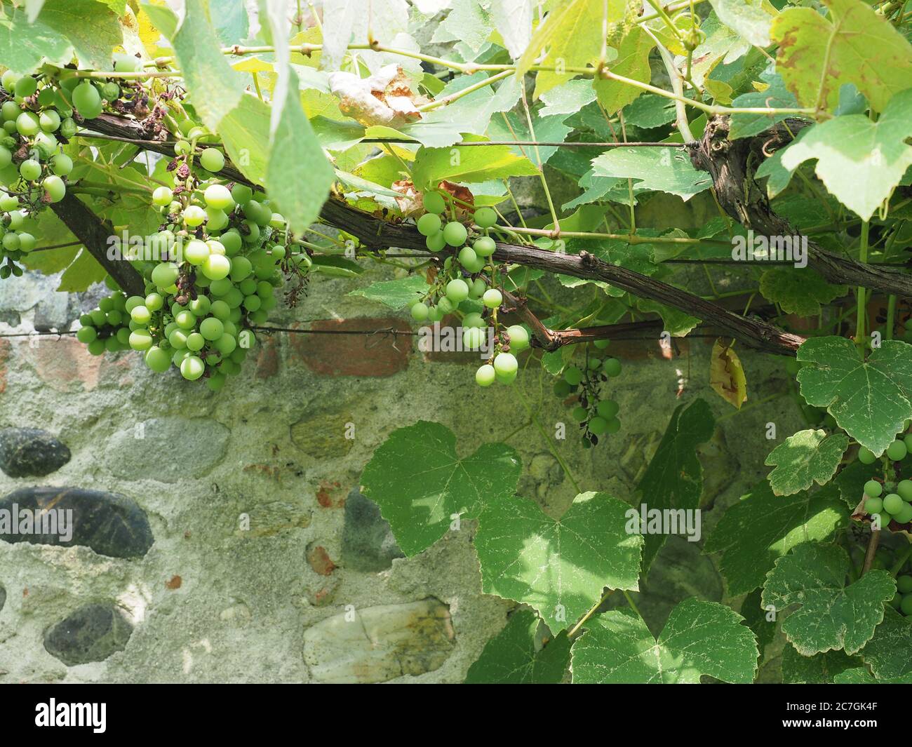 grapevine aka vine plant (scientific name Vitis vinifera Stock Photo