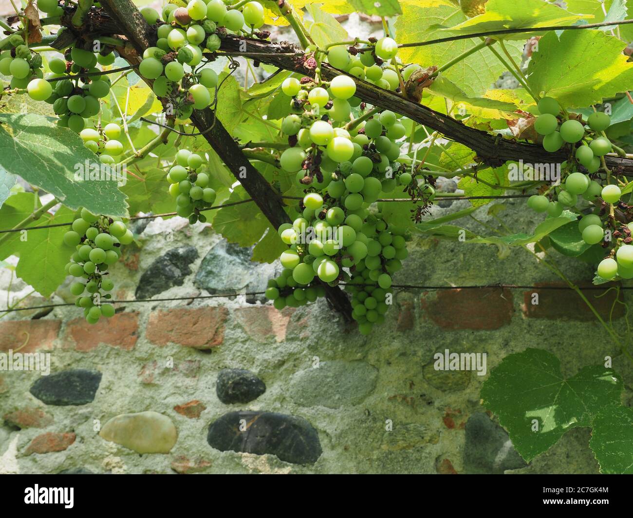 grapevine aka vine plant (scientific name Vitis vinifera Stock Photo