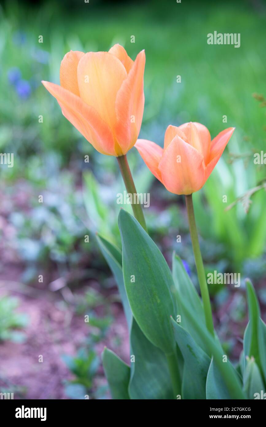 Two beautiful orande tulips in the garden Stock Photo