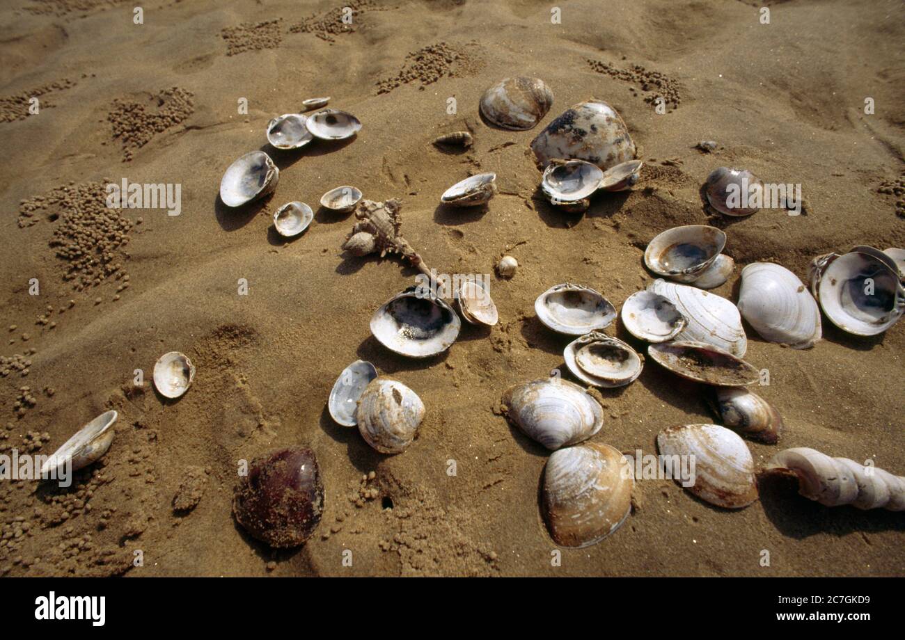 Bay of Bengal India Shells on the Beach Stock Photo