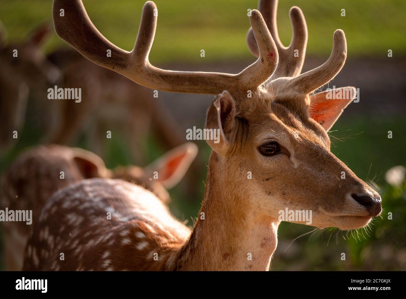 Head of a male deer. Cervus elaphus. The fallow deer Dama dama to the family Cervidae. Male Stock Photo