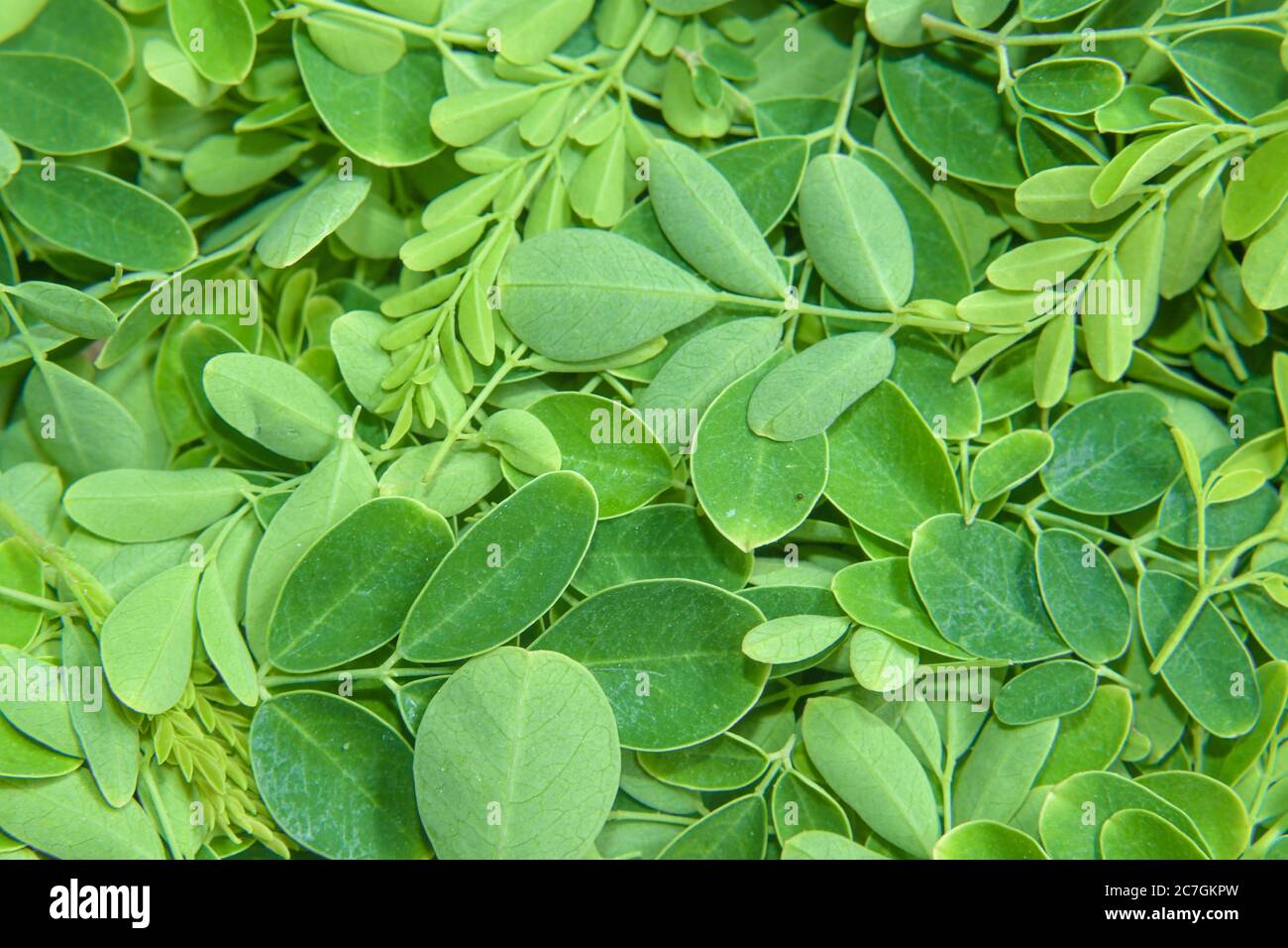 Green Drumsticks Leaves Macro Background Image Stock Photo Alamy