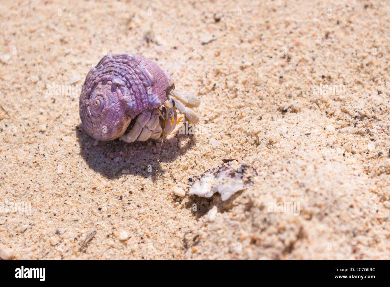 Hermit crab hiding in it's shell on the beach, Nosy Komba, Madagascar ...
