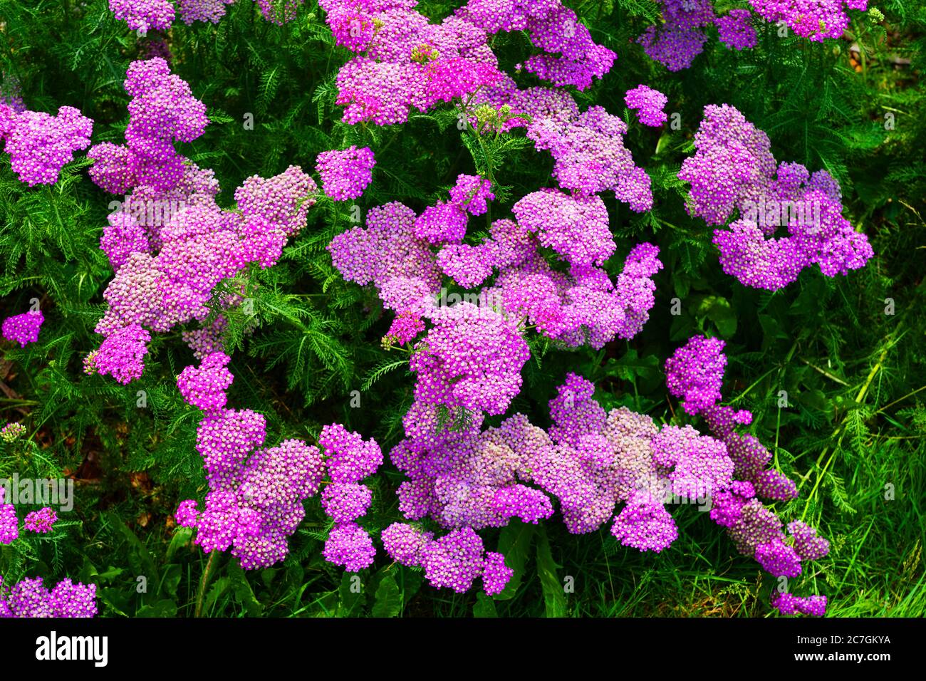 Yellow and pink flowers of achillea yarrow plant Stock Photo - Alamy