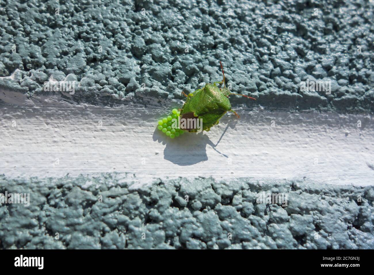 Common Green Shield bug (Palomena prasina) laying eggs on block walling. Hereford UK April 2020 Stock Photo