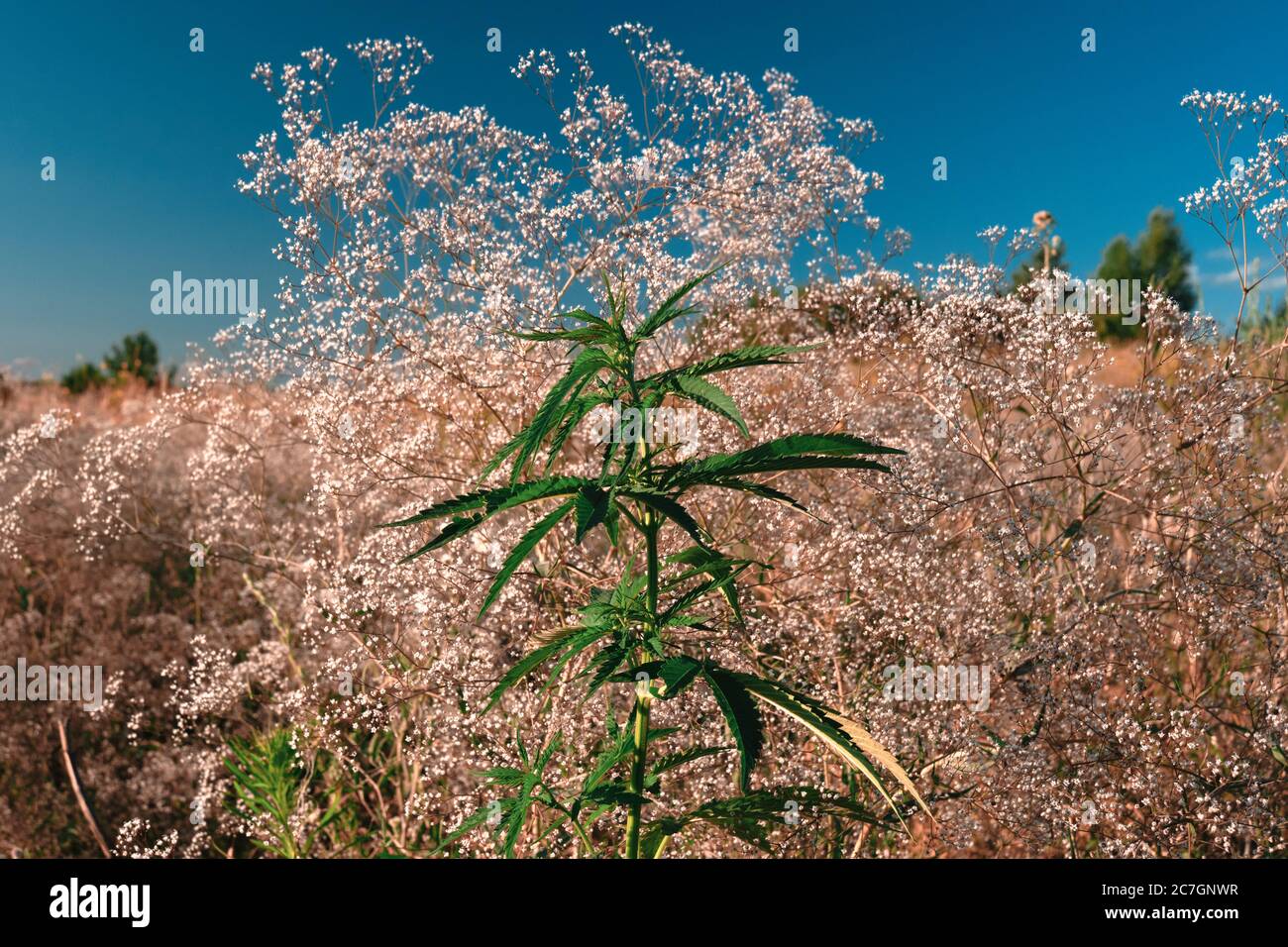 Wild cannabis growing in nature. Wild plants of the hemp. Close up of cannabis. Stock Photo