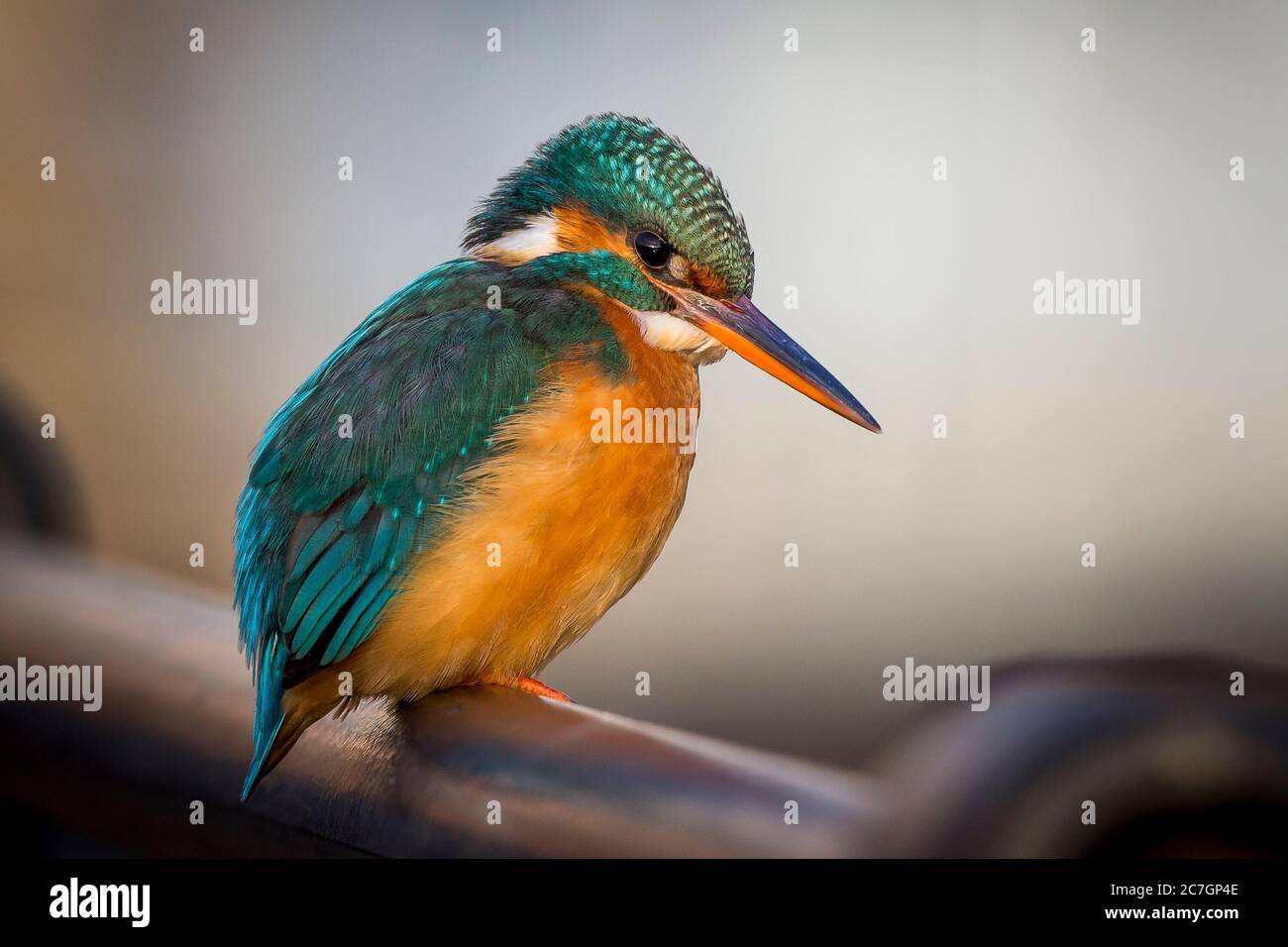 Side view close up of wild kingfisher bird (Alcedo atthis) perching isolated on metal railings by urban UK canal, in winter evening sunlight. Stock Photo