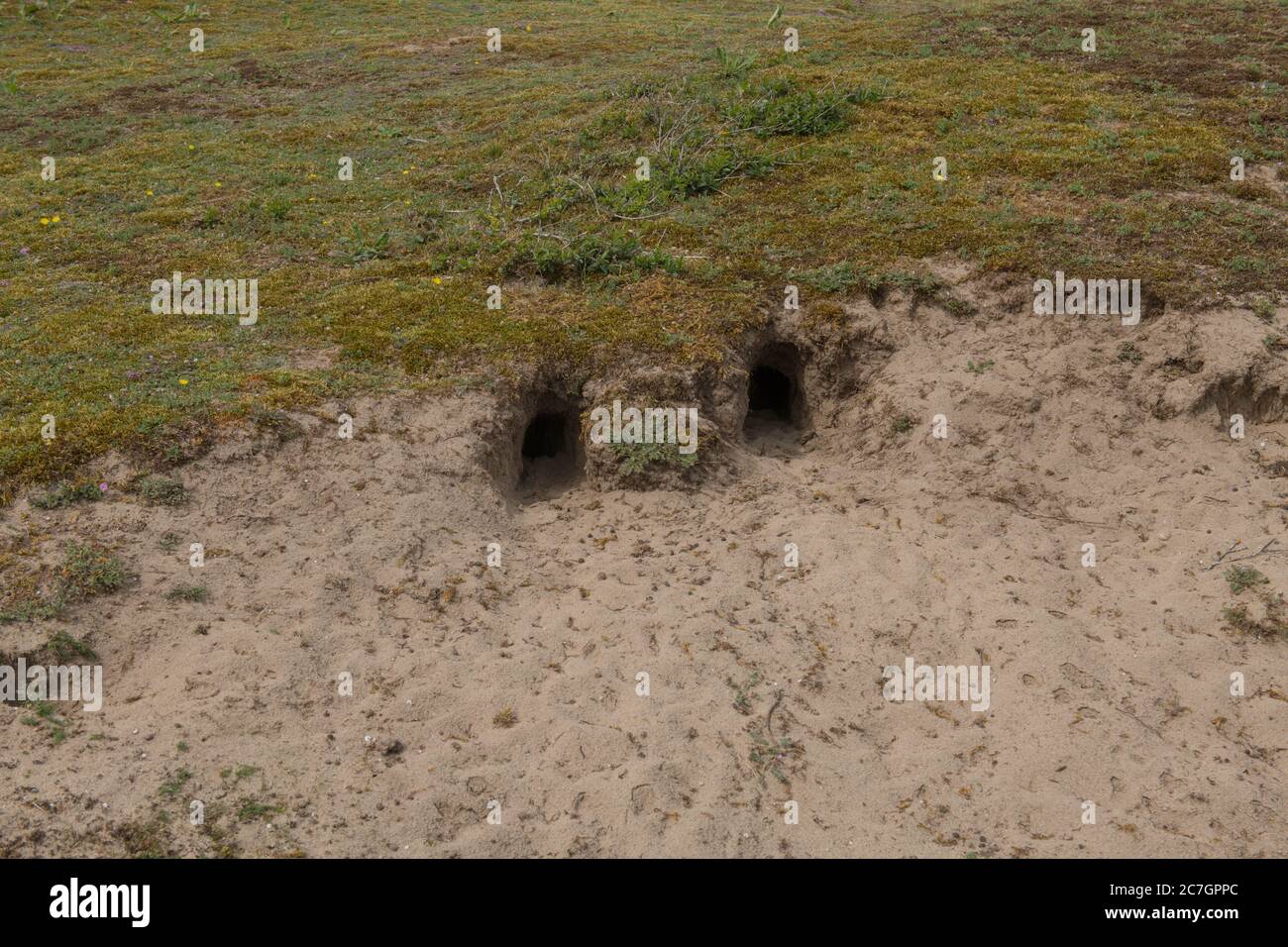 Rabbit Burrows in the Sand Dunes of Braunton Burrows on the North Devon