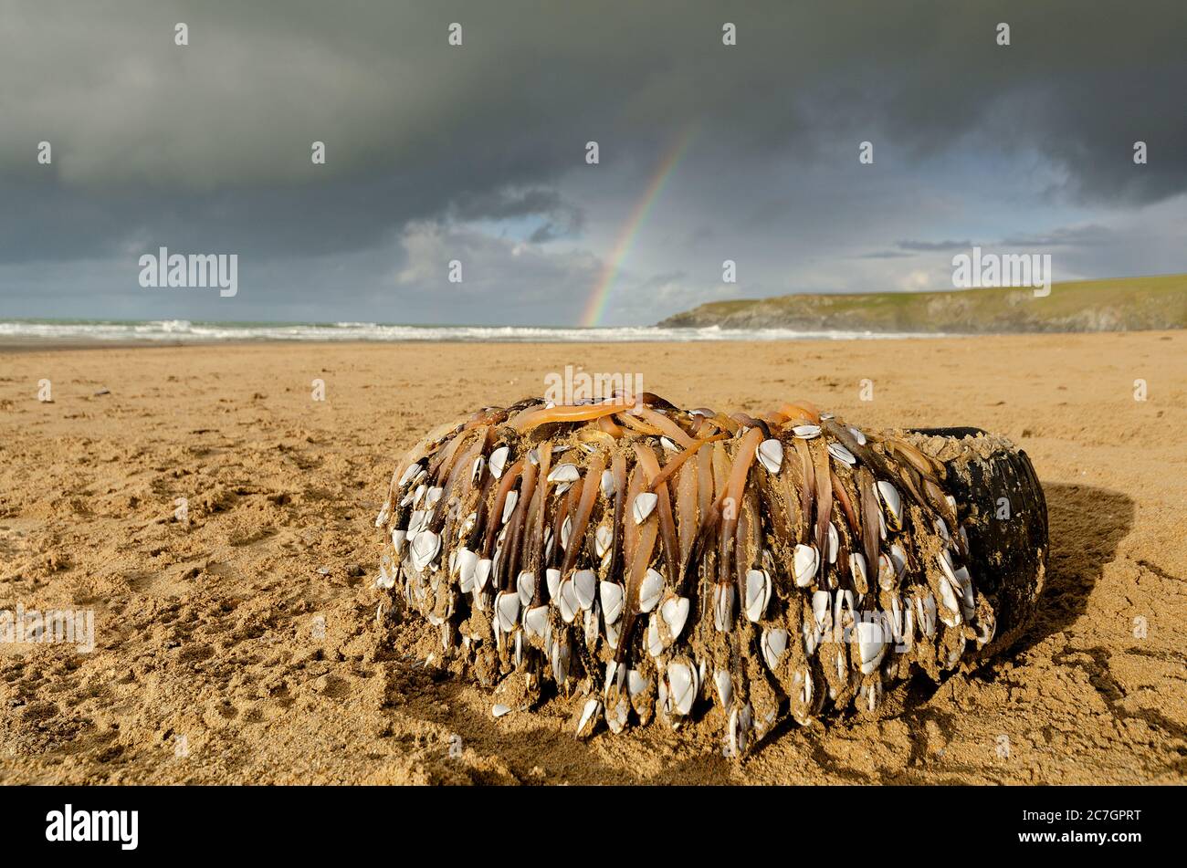 Goose barnacles on tyre Stock Photo