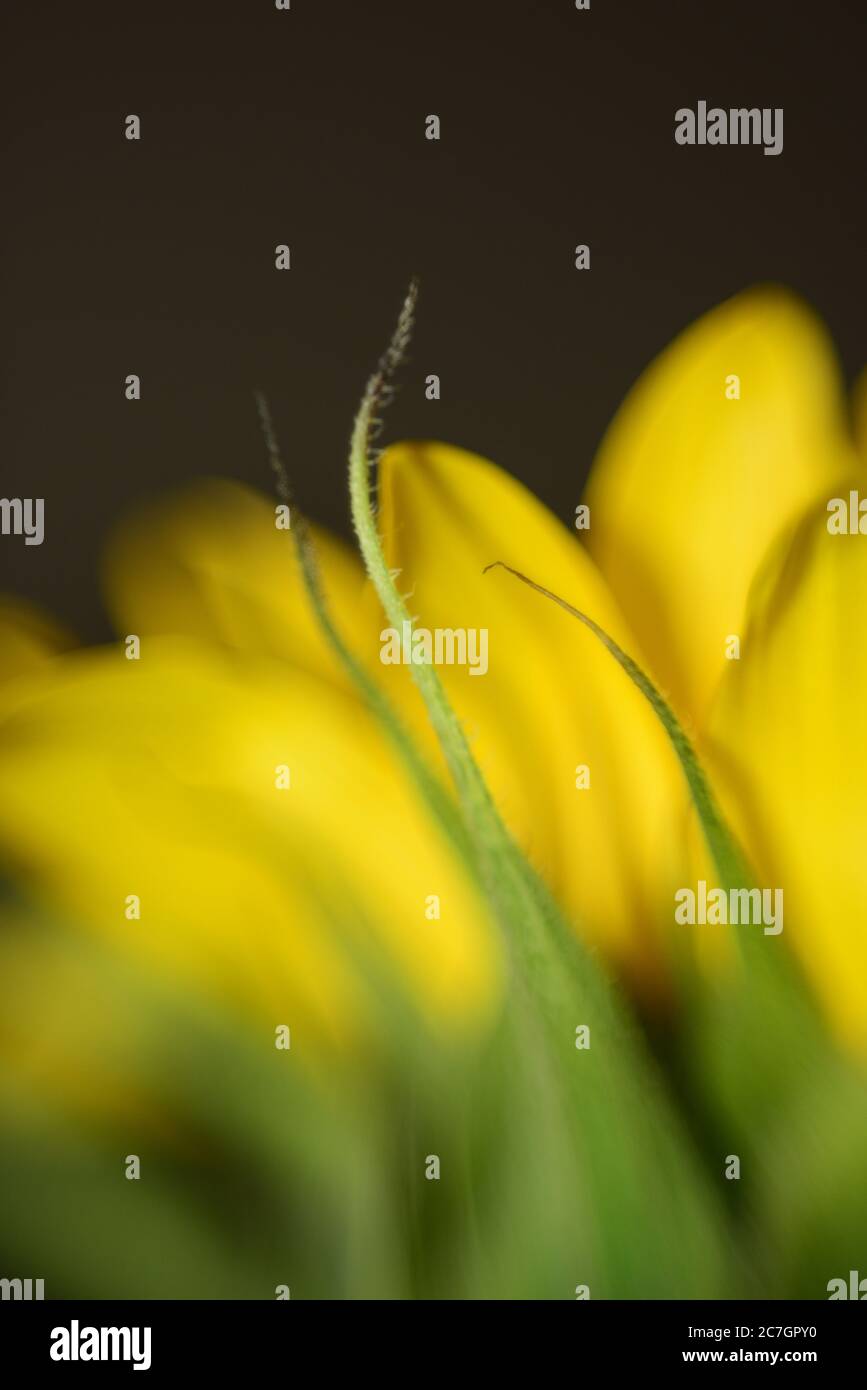 Closeup vertical shot beautiful hi-res stock photography and images - Alamy
