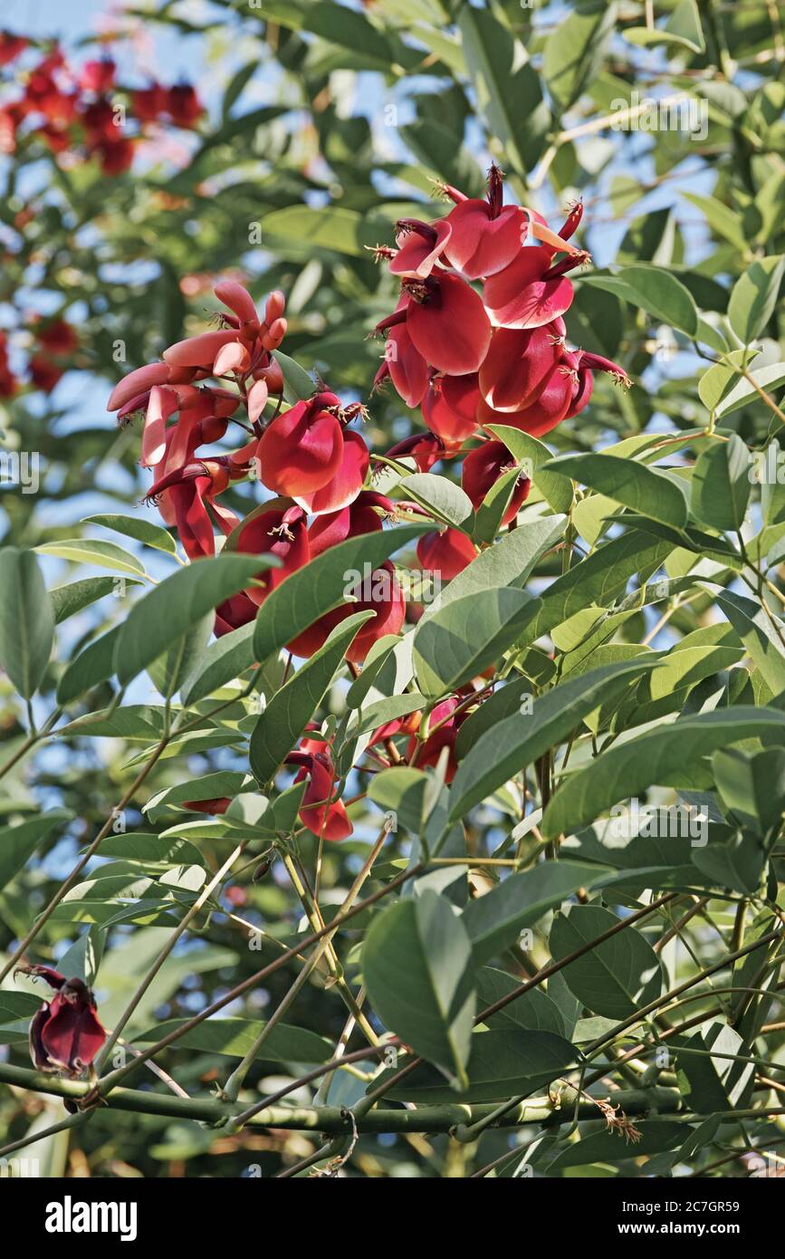 racemes in bloom of cockspur coral tree, Erythrina crista galli, Fabaceae Stock Photo