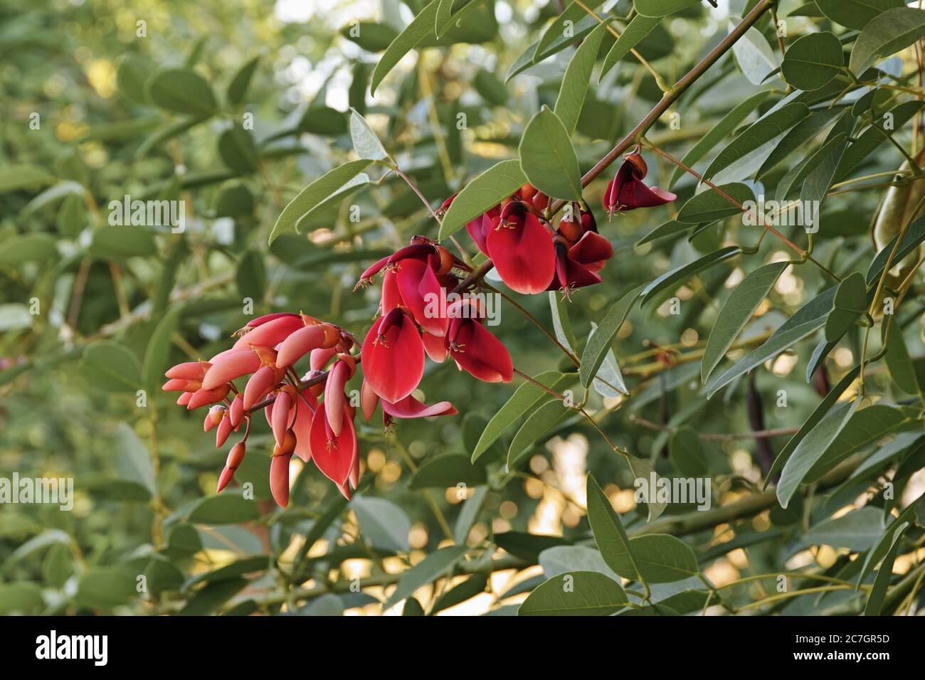flowers and buds in a raceme of cockspur coral tree, Erythrina crista galli, Fabaceae Stock Photo