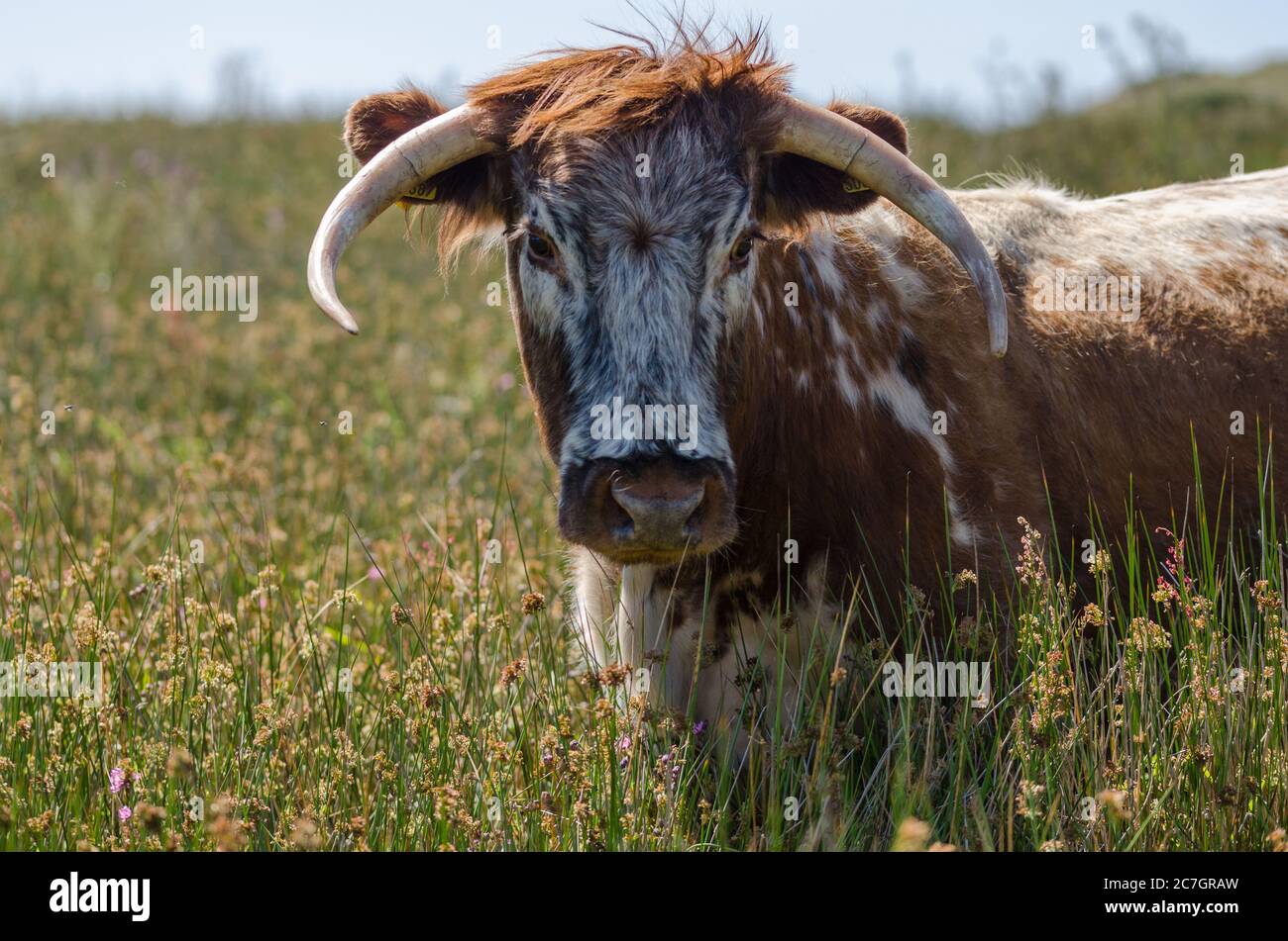 Long curved horns hi-res stock photography and images - Alamy
