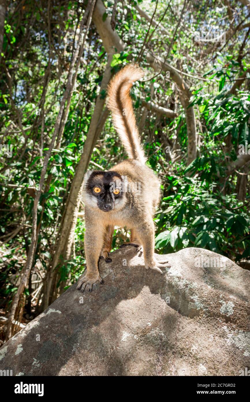 Female Mongoose Lemur (Eulemur mongoz) climbing in a tree, Madagascar