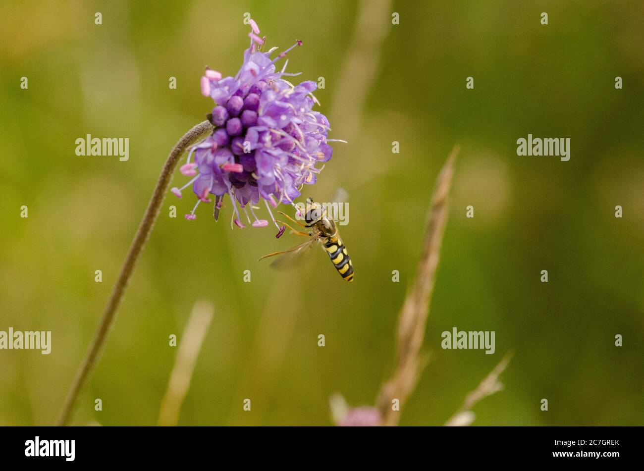 Hoverfly and Field Scabious Stock Photo
