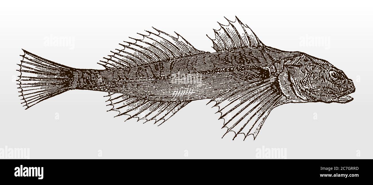 European bullhead, cottus gobio, a fish distributed in European rivers in side view, after an antique illustration from the 19th century Stock Vector