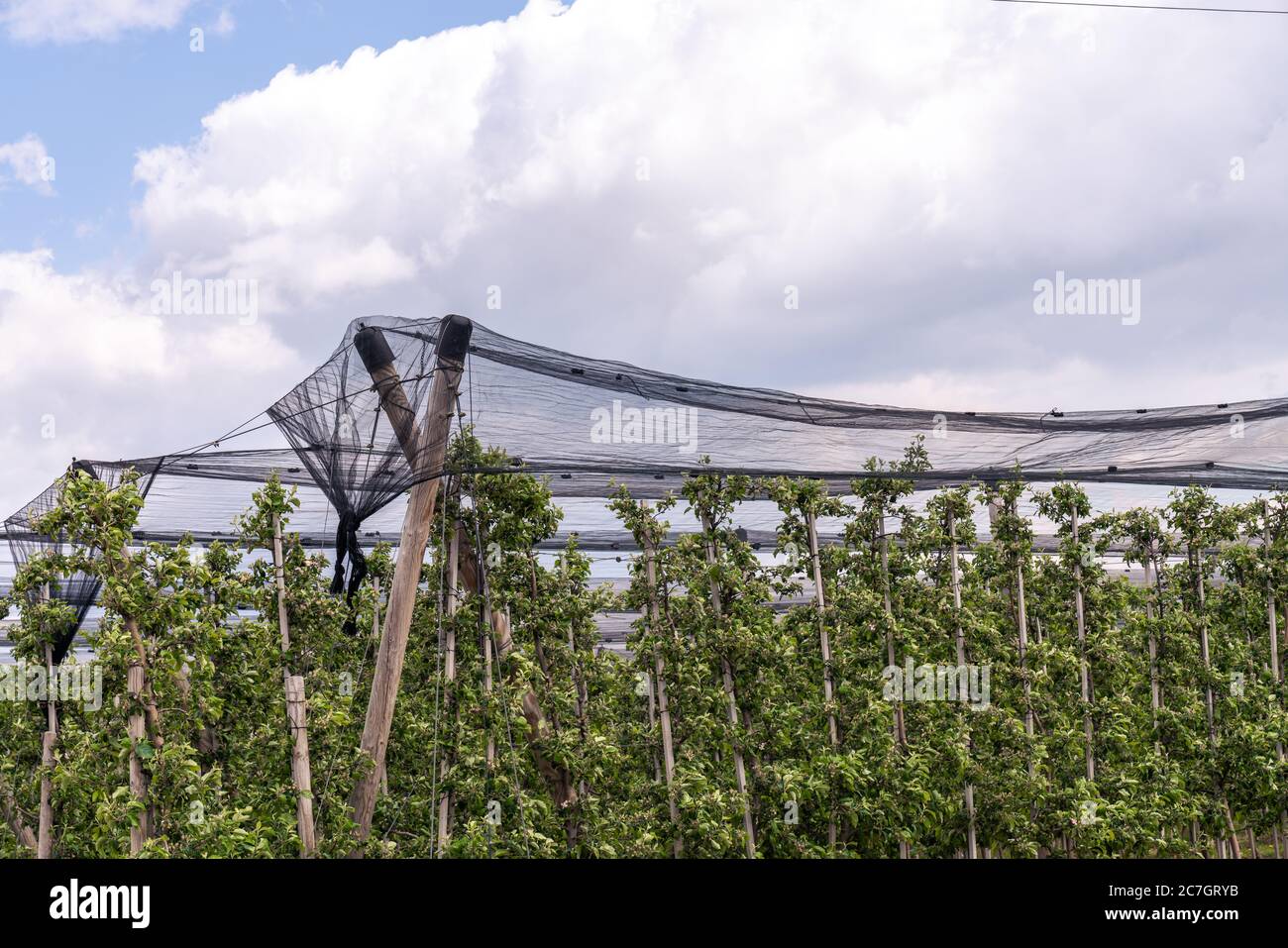 Apple orchard covered with anti hail net under blue sky Stock Photo