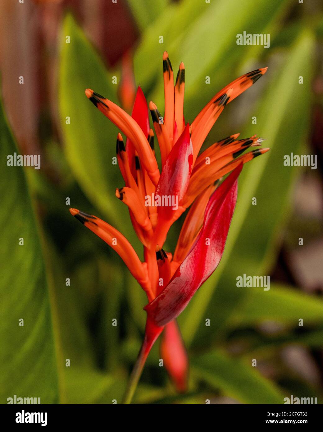 Orange, red and black parrot flower, bright contrast on green leafy background, Heliconia Psittacorum Stock Photo