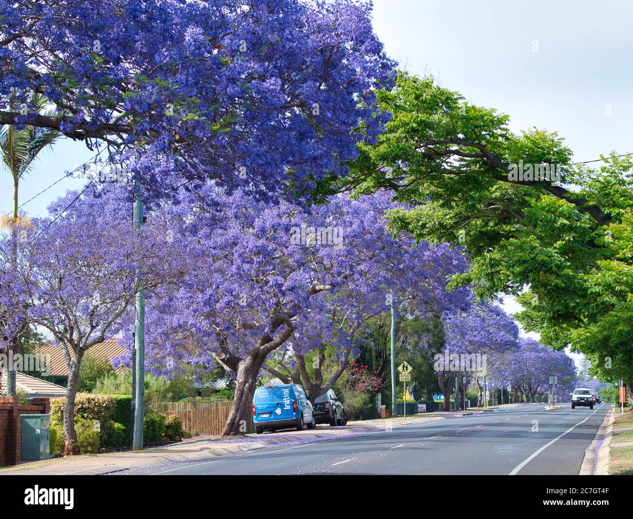 Jacaranda trees in Toowoomba, QLD , Australia Stock Photo Alamy