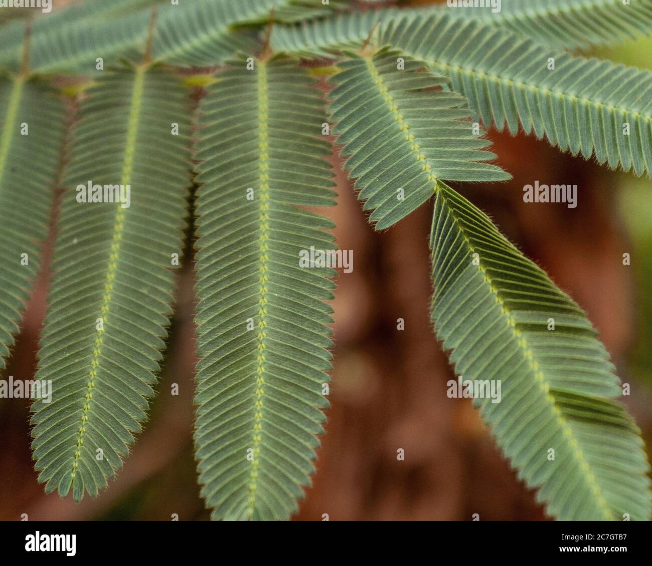Close up shot of pudica mimosa leaves after movement from being touched Stock Photo Alamy