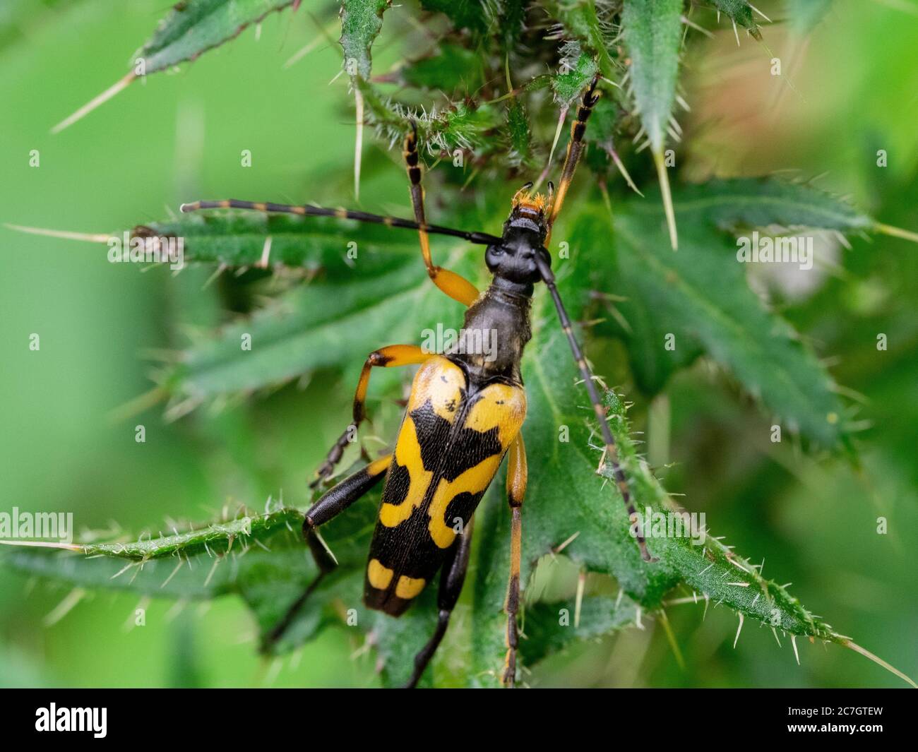 Rutpela maculata, Cerambycidae, Black and yellow longhorn beetle on a thistle, Cornwall, UK Stock Photo