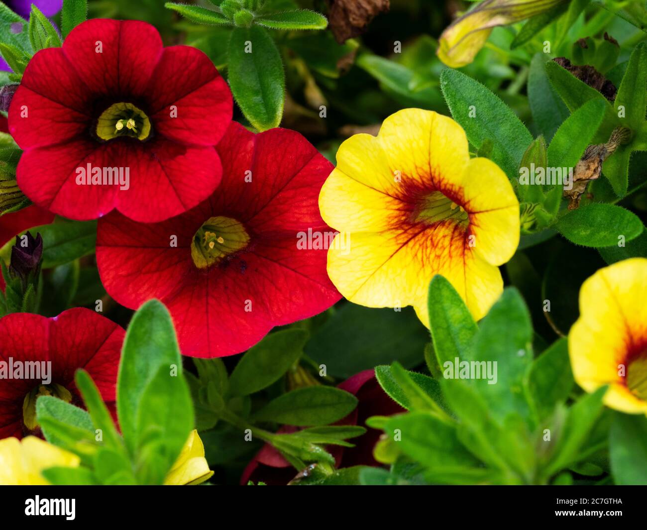 Red and yellow Calibrachoa (Million Bells), Devon, UK July, Stock Photo