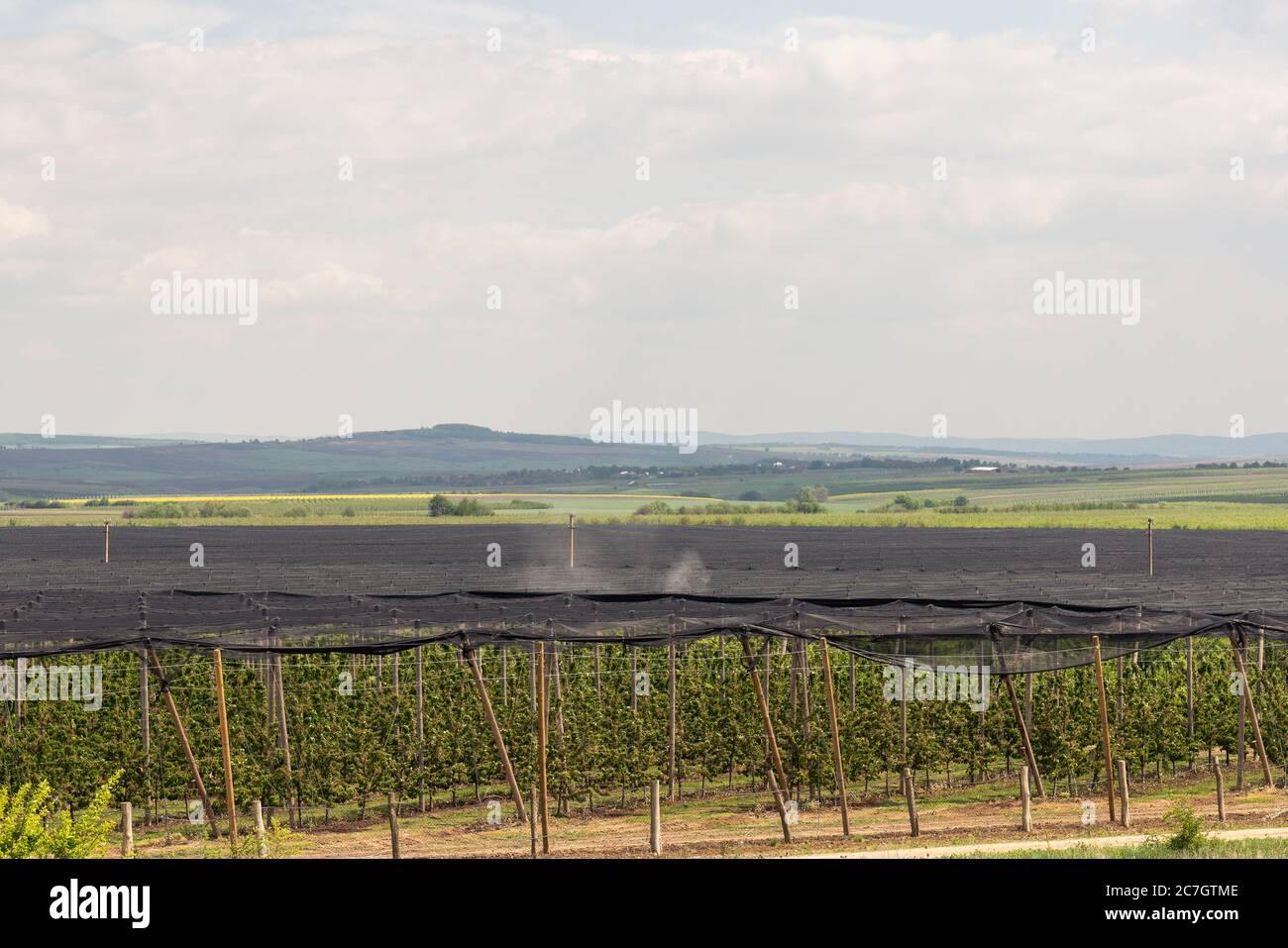 Rural agricultural scenery with tractor apllying something in apple garden at spring time Stock Photo